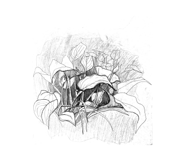 Lucian Portfolio Img